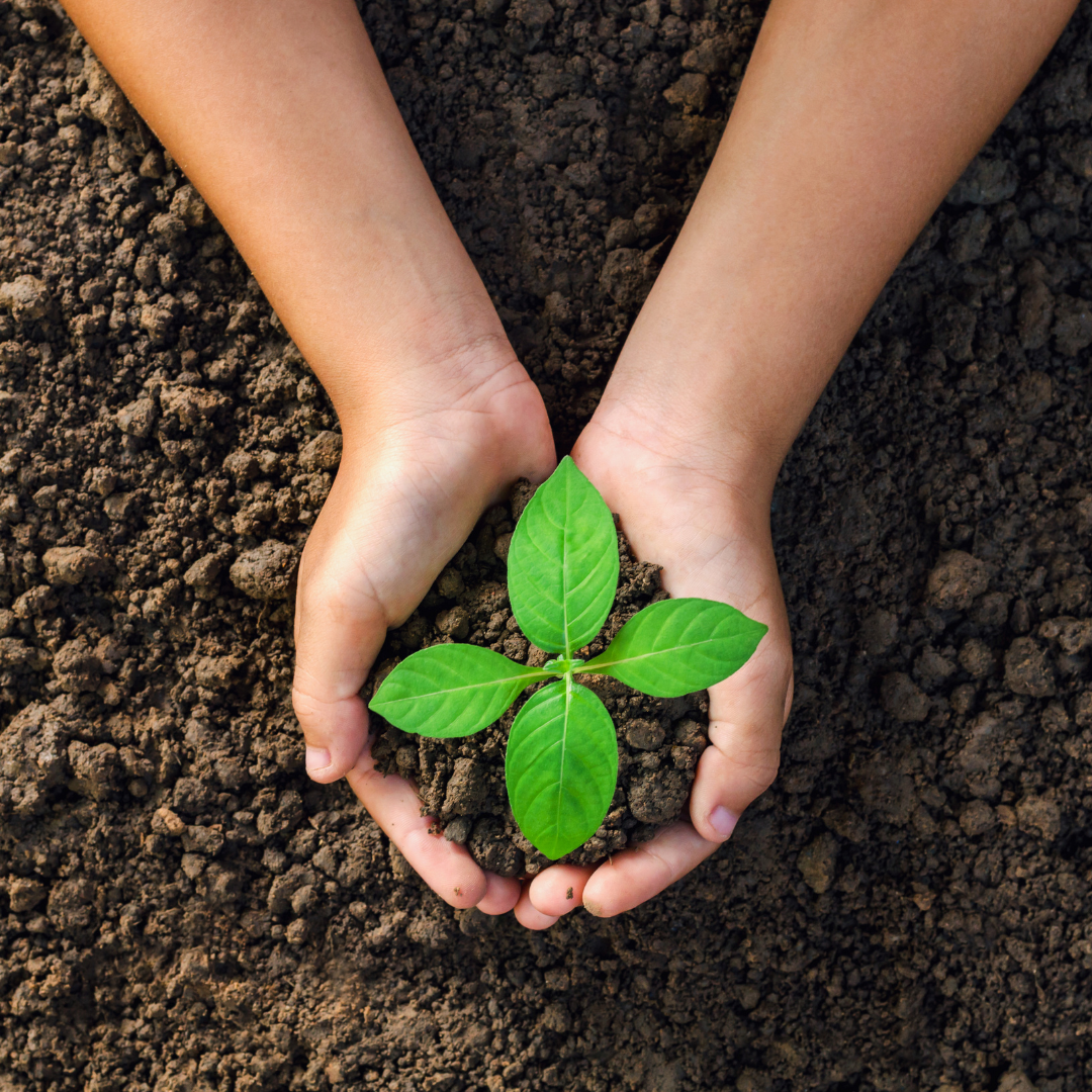 Planting